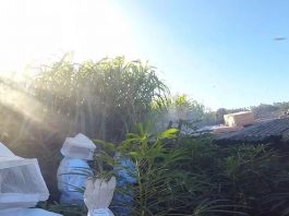 VÍDEO – Bombeiros são acionados após ataque de abelhas em Santa Catarina VÍDEO – Bombeiros são acionados após ataque de abelhas em Santa Catarina