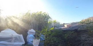 VÍDEO – Bombeiros são acionados após ataque de abelhas em Santa Catarina