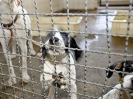 Joinville sanciona lei sobre cães considerados agressivos em locais públicos e privados