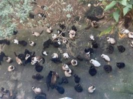 Mulher é indiciada por abandonar 125 gatos em condições insalubres em SC