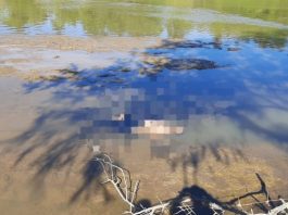 Corpo é encontrado boiando às margens de rio em SC