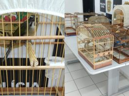 Homem acusado de receptação e caça de animais silvestres é preso em Joinville