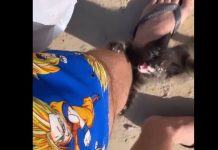 Imagem da gatinha subindo na perna do morador