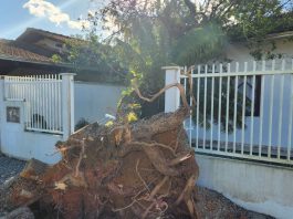 VÍDEO – “Barulho foi muito alto”: vento derruba árvore em cima de casa em Joinville