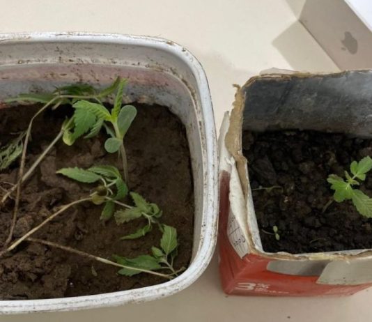 Adolescente de 17 anos é apreendido com pés de maconha e drogas em Joinville