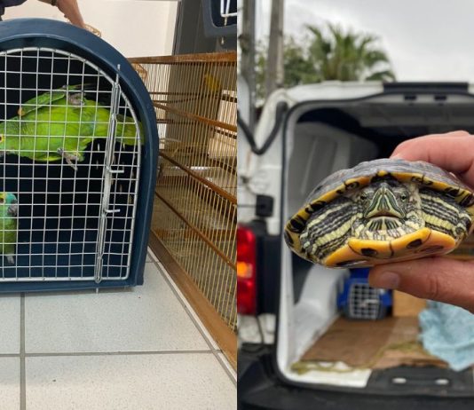 Em operação, Polícia Civil recupera 13 aves silvestres em bairros de Joinville