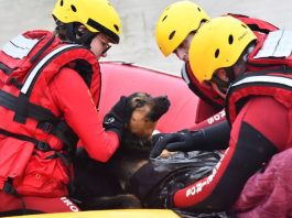 GALERIA – Cachorro ajuda aquecer dono com hipotermia durante resgate no Vale do Itajaí