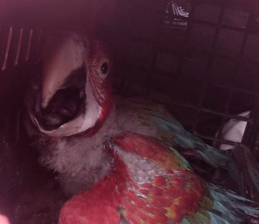 VÍDEO – PRF encontra araras e filhotes de papagaios em porta-malas na BR-101, em Joinville