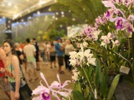 Festa das flores Joinville