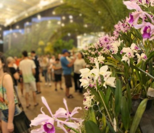Festa das flores Joinville