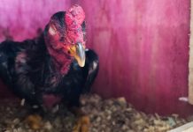 Polícia apreende 61 galos durante rinha em Araquari