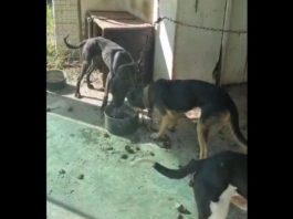 Cães são encontrados desnutridos e sem água e responsável é preso no Médio Vale
