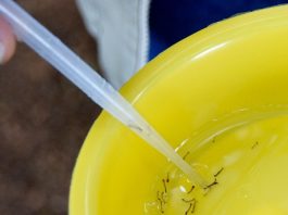 Dengue em Joinville: mais duas mortes pela doença são confirmadas em 2024