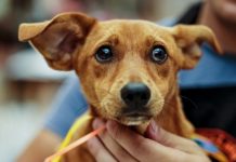 Feira de adoção de animais acontece em shopping de Joinville neste sábado