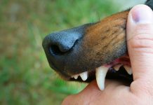 Homem fica ferido ao ser mordido por Pitbull após tentar separar briga entre cachorros em Porto União