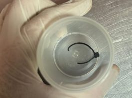 Cães são vítimas de maus-tratos com lacre no pênis em Joinville