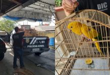 Três pessoas são presas por participar de quadrilha que traficava animais silvestres em Joinville