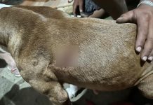 Cachorro é baleado em São João Batista após briga por som alto