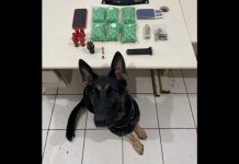 Briga entre irmãos termina em prisão por tráfico de drogas em Joinville