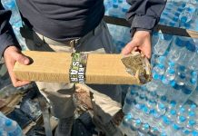 VÍDEO – PRF encontra toneladas de maconha em fundo falso de carreta com donativos para o RS