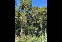 Acidente de parapente Lages: árvores onde queda aconteceu.