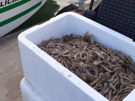 PM Ambiental de Joinville doa 120 quilos de camarão apreendido para Apae de São Francisco do Sul