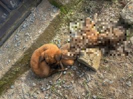 Polícia encontra filhote morto e prende homem suspeito de maus-tratos em São Francisco do Sul