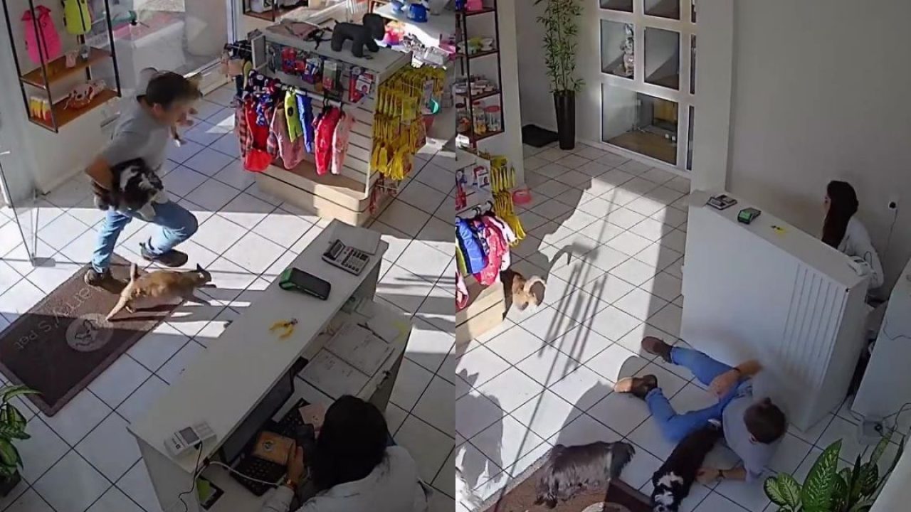 Conceito de loja de animais Vetor de ©macrovector 93645726, image size:1280x720