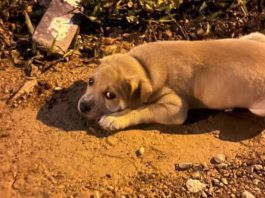 Homem é investigado por adotar e abandonar vários animais em Joinville
