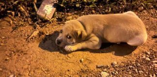 Homem é investigado por adotar e abandonar vários animais em Joinville