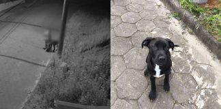 Mulheres que amarraram filhote de cachorro em poste, em Joinville, são investigadas pela polícia