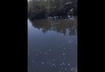VÍDEO – Peixes mortos chamam atenção de moradores no rio Cachoeira, em Joinville rio Cachoeira