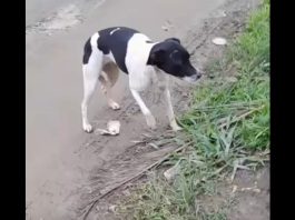 VÍDEO – Polícia apreende carro usado em abandono de cachorra em Joinville Joinville