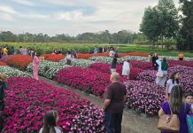 Festival de Primavera do Hemero