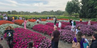 Festival de Primavera do Hemero