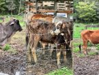 VÍDEO – Cerca de 60 bois e vacas são resgatados de maus-tratos em Joinville