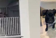 VÍDEO – Homem é flagrado maltratando cachorrinha, em Joinville