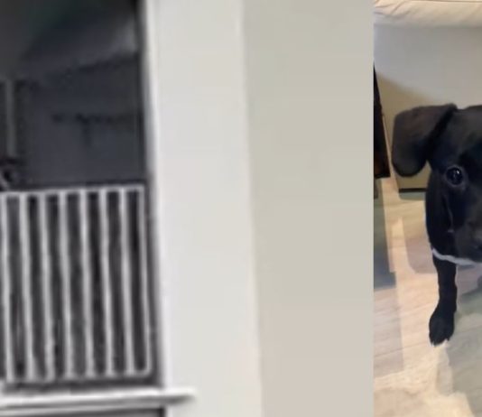 VÍDEO – Homem é flagrado maltratando cachorrinha, em Joinville