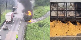 VÍDEO – Carreta carregada de grãos de milho pega fogo na BR-376, em Garuva