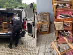 VÍDEO – Polícia prende quarteto e apreende mais de 200 aves em operação, em Joinville