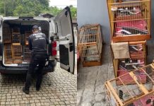 VÍDEO – Polícia prende quarteto e apreende mais de 200 aves em operação, em Joinville