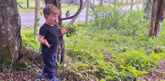 VÍDEO – Mãe registra filho “conversando” com bem-te-vi em SC BEM-TE-VI