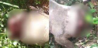 Dois porcos são encontrados decapitados em Brusque Brusque