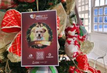 Campanha natalina usa árvores de Natal para incentivar adoção de animais em Joinville
