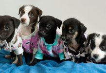 Arena Joinville recebe Feira de Adoção de Animais neste fim de semana