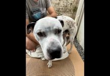 Morador de rua é preso em Joinville suspeito de espancar cachorro