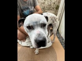 Morador de rua é preso em Joinville suspeito de espancar cachorro