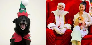 Papai Noel recebe pets para sessão de fotos em shopping de Joinville