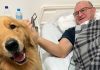 Cão terapeuta leva conforto e alegria a pacientes em hospital de Joinville