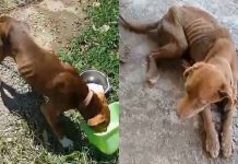 VÍDEO – Homem é preso por maus-tratos a cães em Joinville
